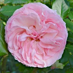 Rosa Pierre de Ronsard